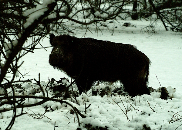 cinghiale